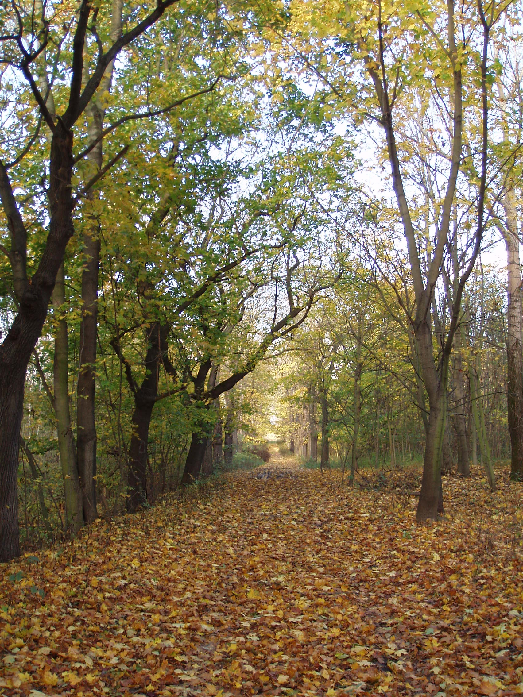 JILMOVÁ ALEJ U DUCHCOVA