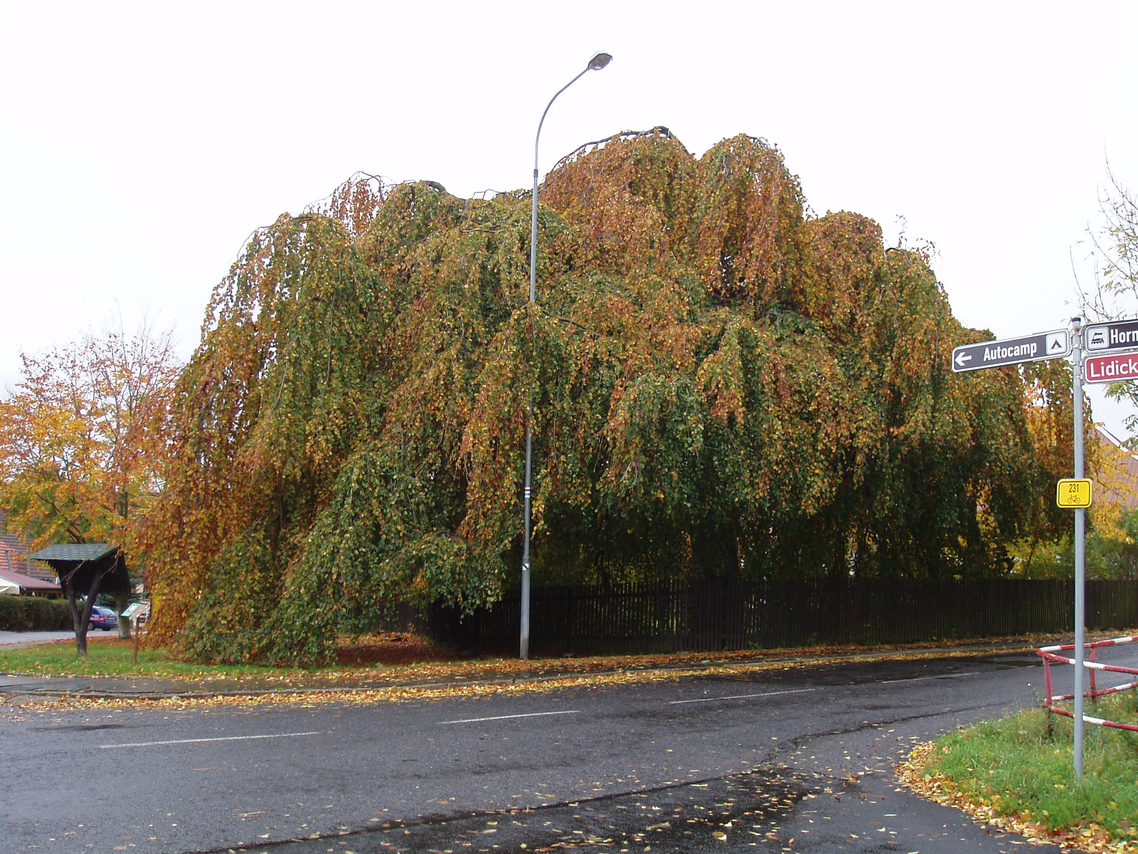 BUK V OSEKU