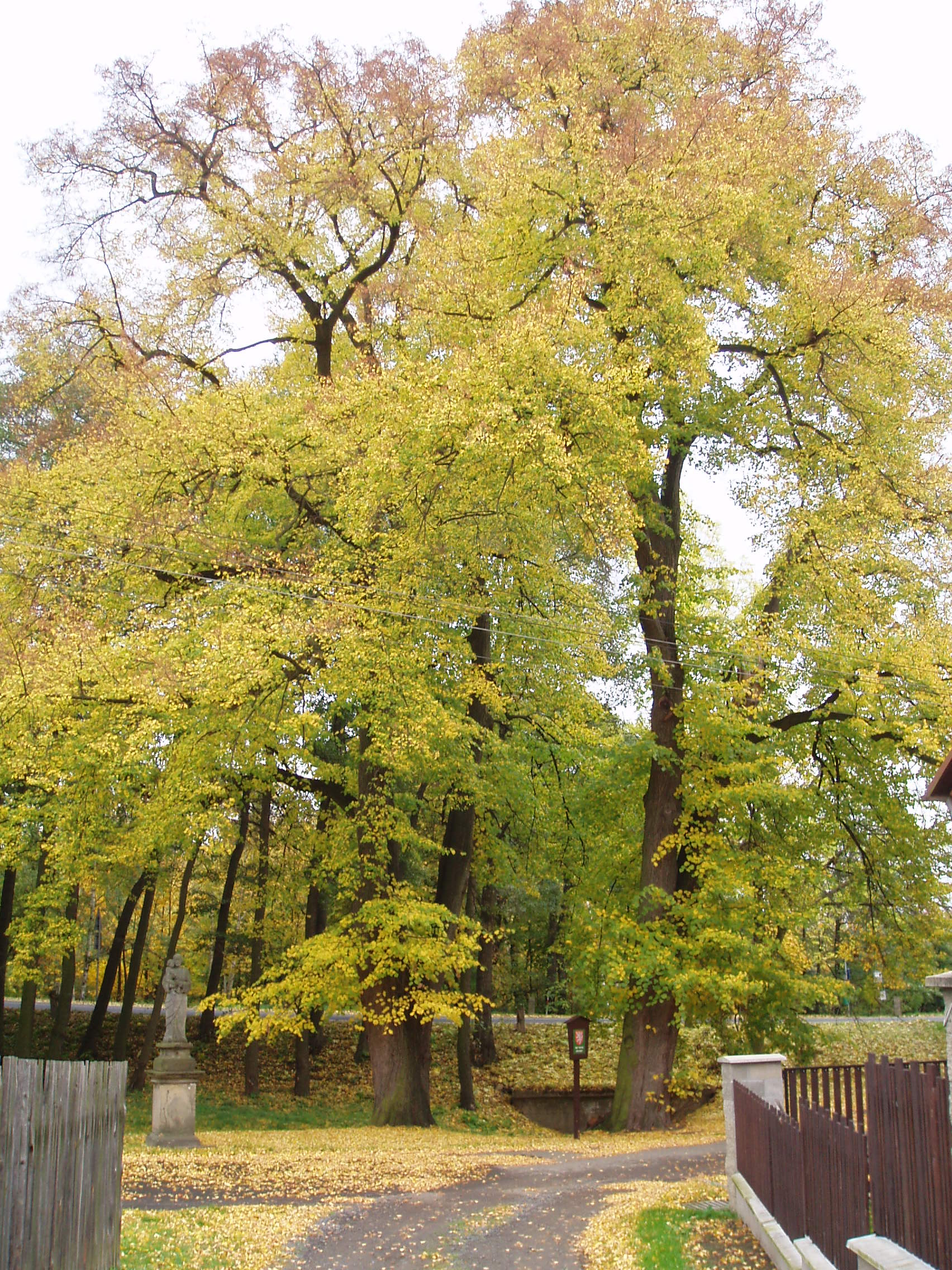LÍPY U BOŽÍCH MUK V KŘIŽANOVĚ